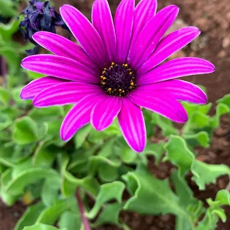 Appartement Ocean View *